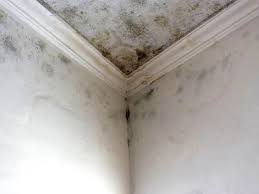 Professional Mold Remediation in Jamestown West, NY